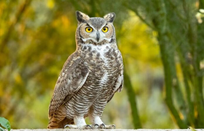 owl