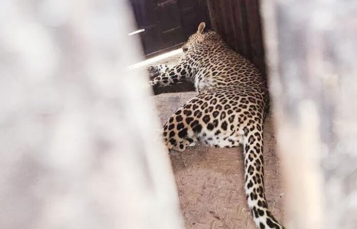 pune msecb office leopard