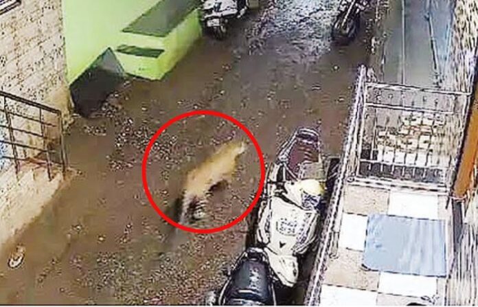 sambhajinagar leopard