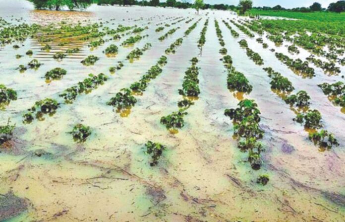 sangli farm