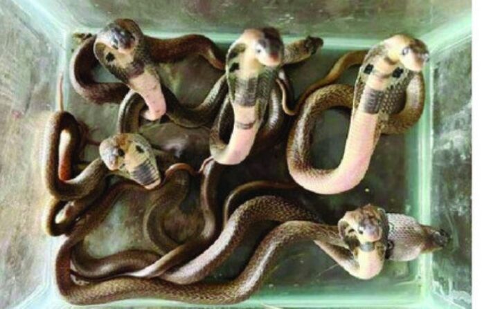 snake
