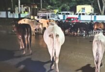 मोखाड्यात जनावरांवर फऱ्याचा फेरा; दोन महिन्यांत ५० गुरांचा मृत्यू, विचित्र आजाराचा फैलाव