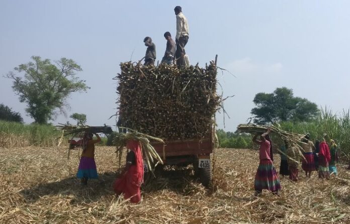 sugar worker