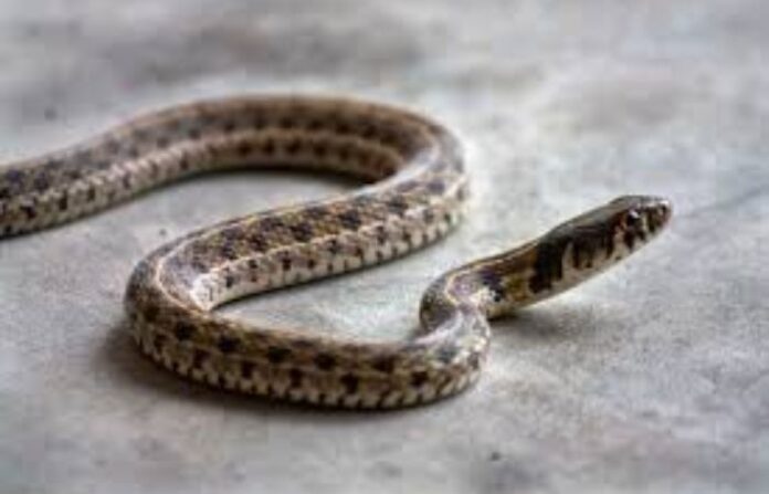 yavatmal snake bite