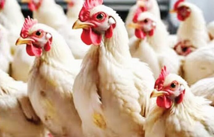 Boiler Chicken