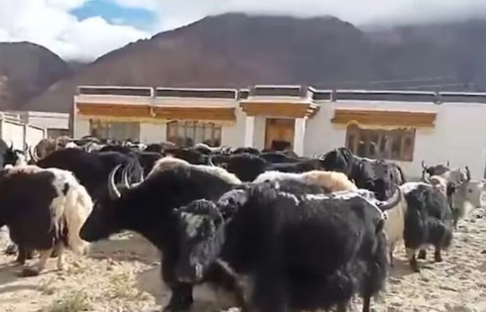 CHAINA YAKS