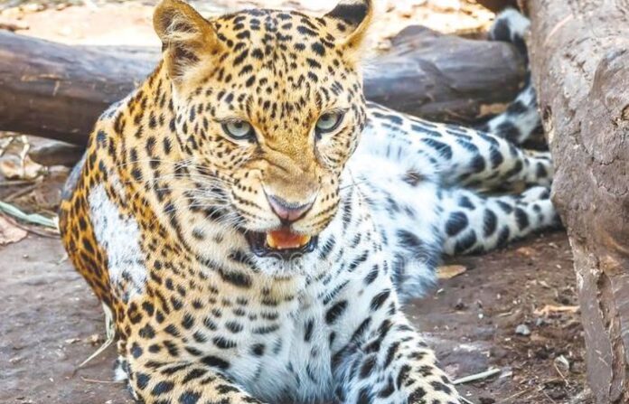 Leopard