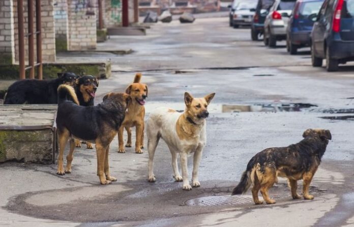 bhiwandi news crushed dog