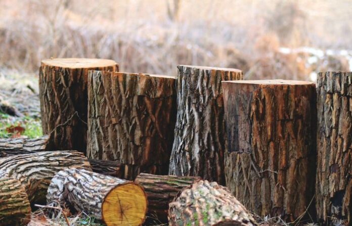 cut down trees