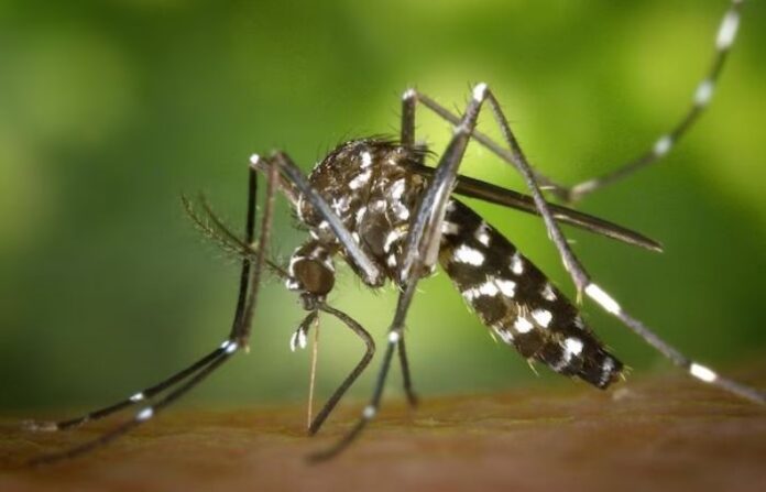 dengue