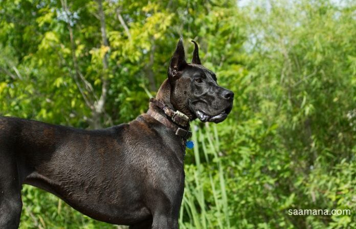 great dane
