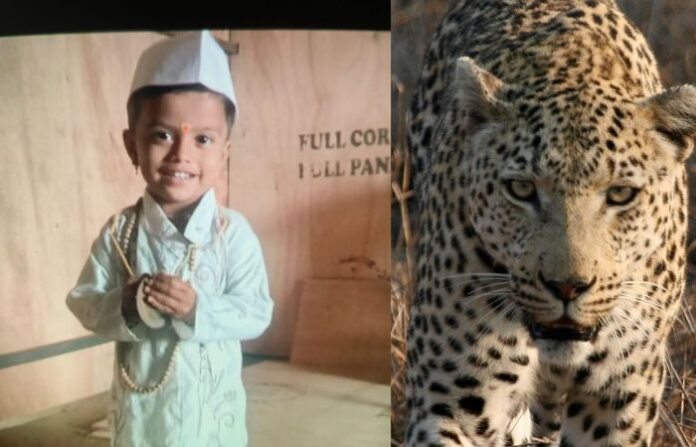 leopard