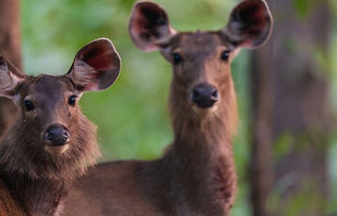 sambar deer
