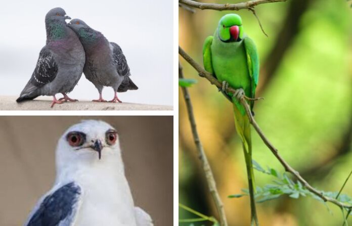 thane news birds
