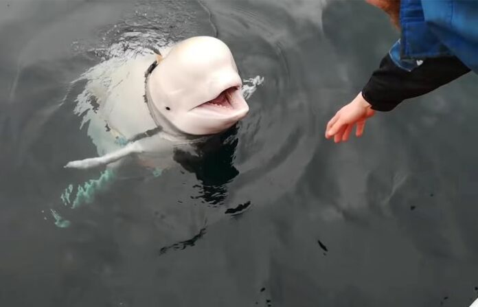 Beluga Russian spy whale