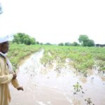 उभी पिके आडवी झाली… शेतकऱ्यांच्या डोळय़ांत पाणी, चार लाख हेक्टरवरील पिकांना पावसाचा फटका; पंचनामे करण्याचे आदेश