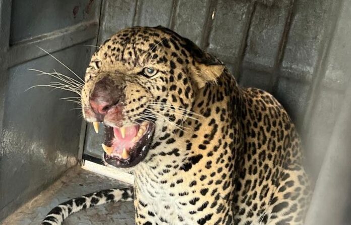 Leopard
