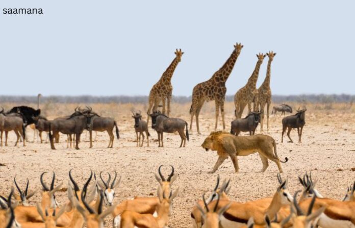 Namibia Animals