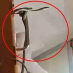 Snake In A Train Garib Rath Express going from Madhya Pradeshs Jabalpur to Mumbai