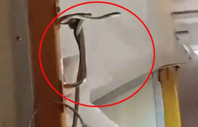 Snake In A Train Garib Rath Express going from Madhya Pradeshs Jabalpur to Mumbai Snake In A Train Garib Rath Express going from Madhya Pradeshs Jabalpur to Mumbai