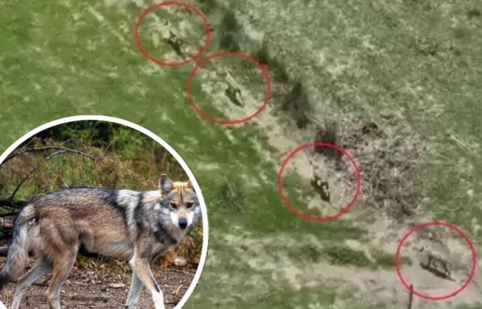WOLF ATTACK