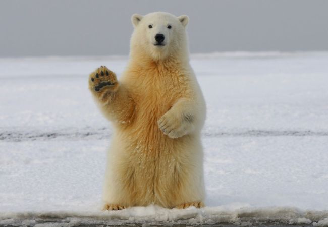 bear