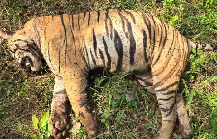 bhandara-tiger-dead