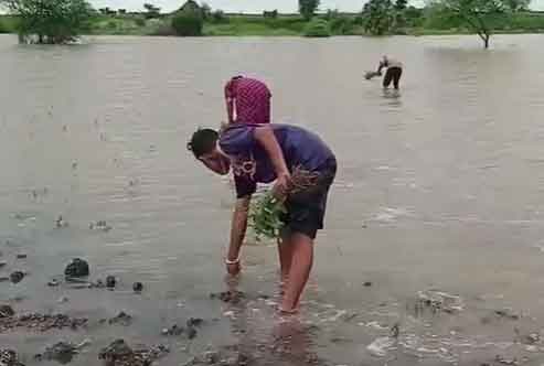 chandrapur-chili