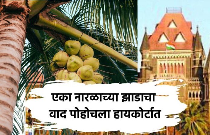 coconut tree high court