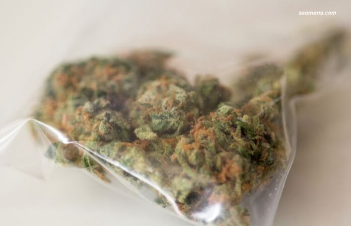 ganja