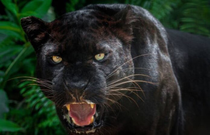 panther