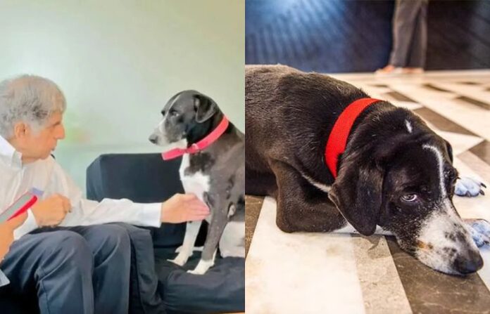 Ratan Tata And Dog goa