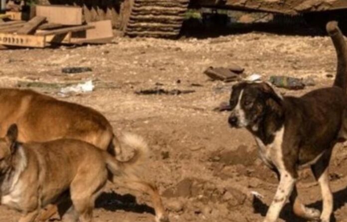 stray-dogs