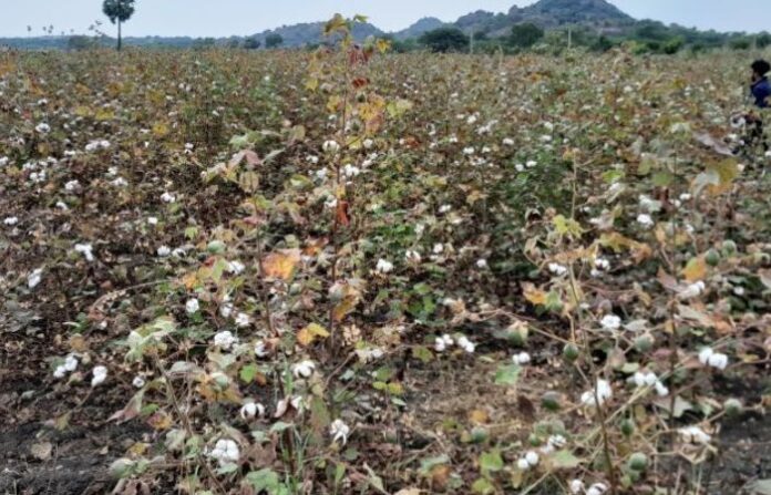 cotton farm