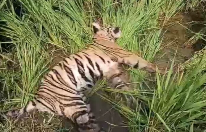 tiger