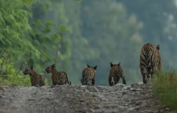 tiger