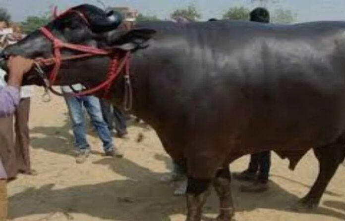 buffalo
