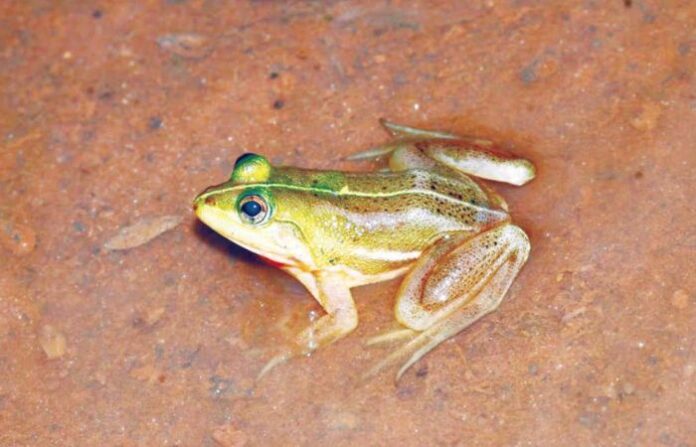 phrynoderma frog konkan