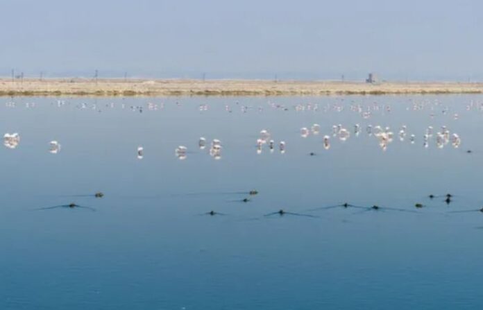 sambhar lake