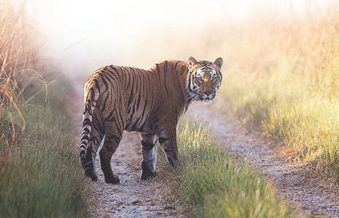 tiger