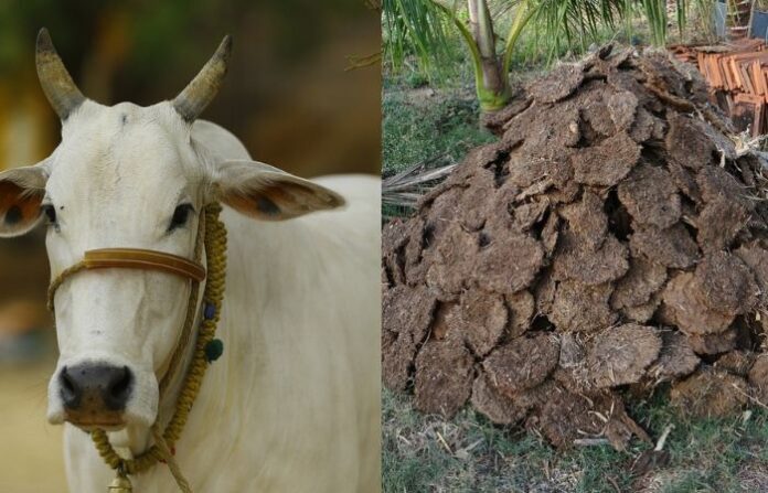 cow dung
