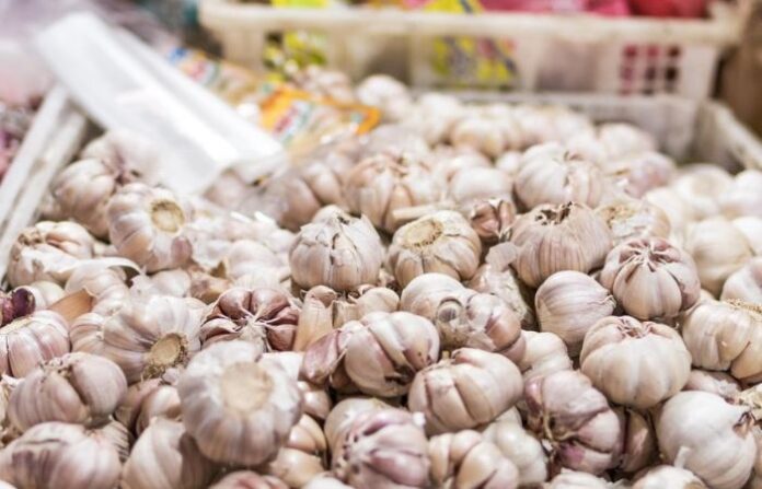 garlic