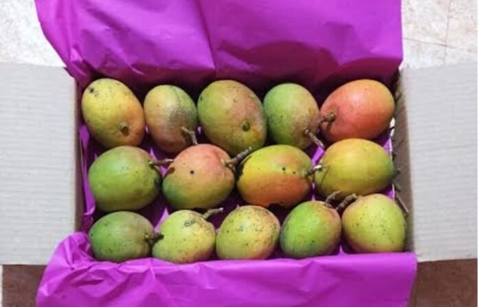 mangoes