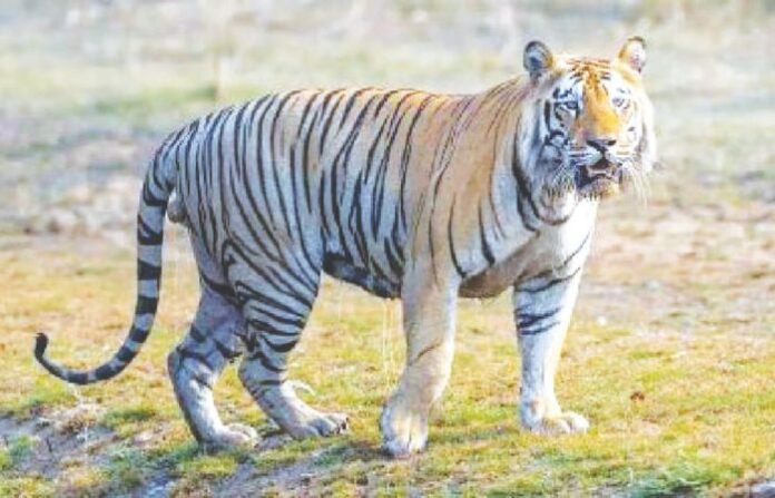 tiger