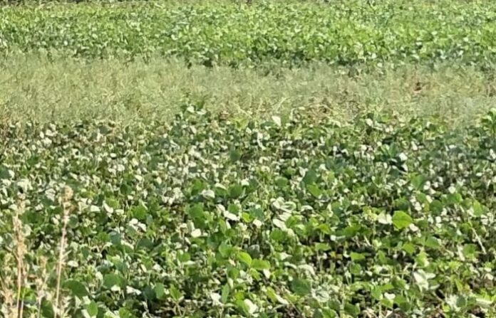 uran rabbi crops