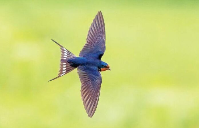 Barn Swallow