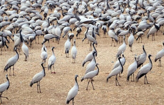 Demoiselle crane