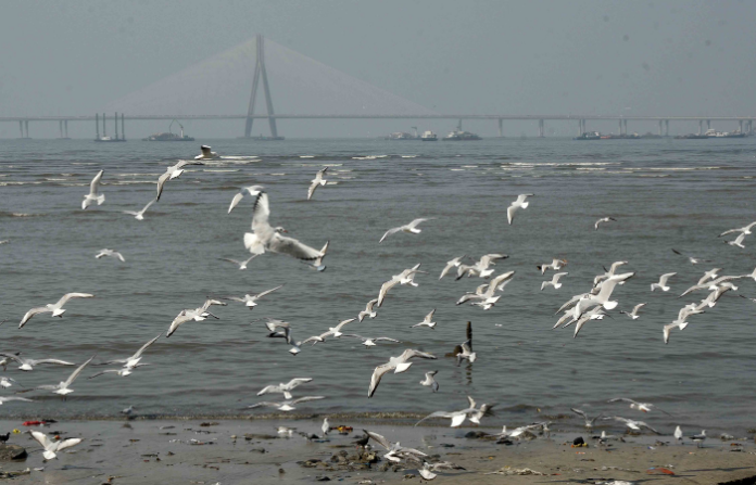 SEAGL BIRD
