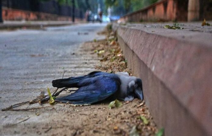 Udgir city bird flu