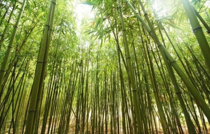 bamboo tree